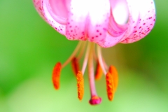 P1810773