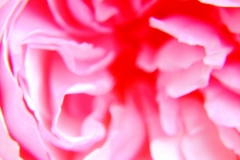 P1810777