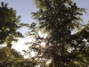 A summer sky