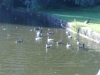 The pond