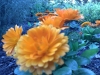 The gardens