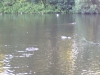 The pond