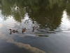 The pond