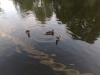 The pond