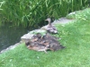 Ducks by the pond