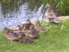 Ducks by the pond