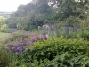 The garden