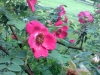 The garden