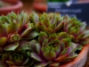 P1290650