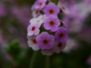 P1290699