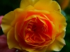 P1290714