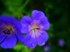 P1290726